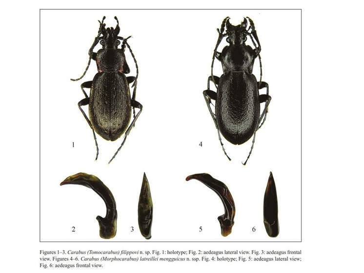 Новый вид жука был назван в честь коллекционера из Бурятии