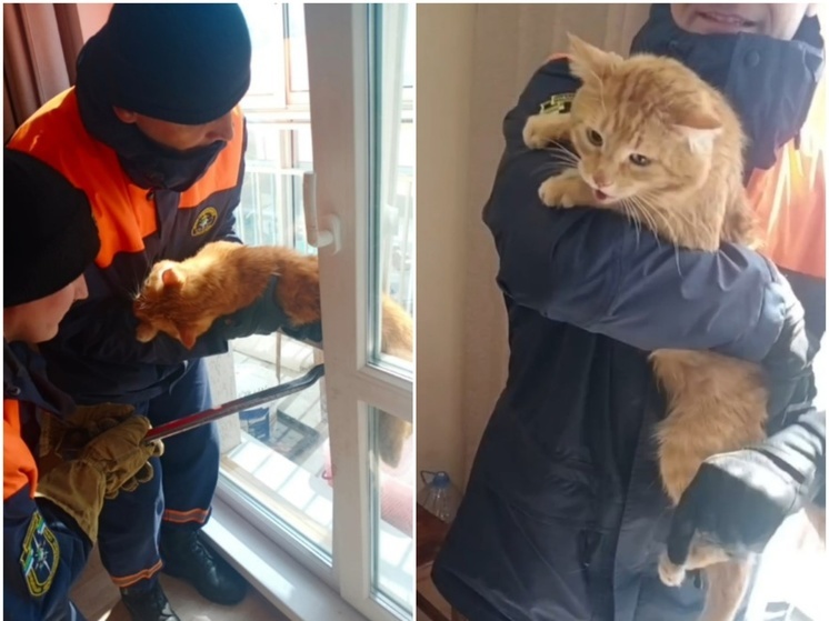 Рыжий кот застрял в оконной раме в Новосибирске