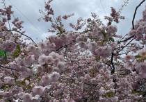 На сайте Ботанического сада Петербурга размещено объявление о том, что сакура должна зацвести к началу мая. Однако точных сроков сотрудники назвать не могут.