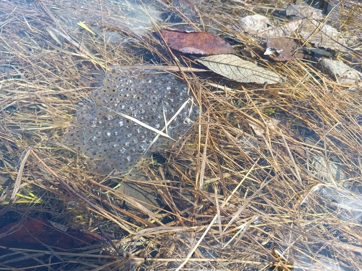 Лягушки проснулись и начали метать икру в болотах Петрозаводска
