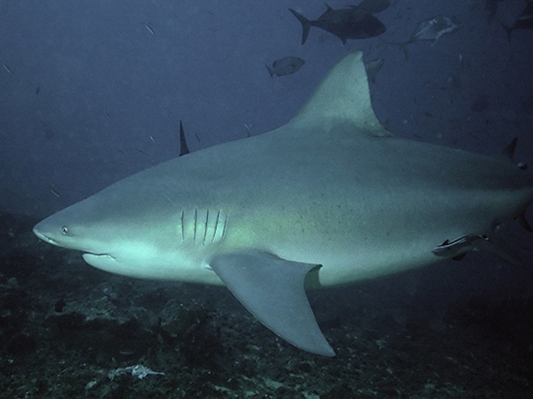 Акула-бык напала на 64-летнего британца на острове Тобаго