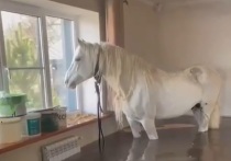 Жители Оренбургской области на протяжении десяти дней паводка держали на втором этаже своего дома коня, позволив ему переждать паводок, сообщает Telegram-канал Baza