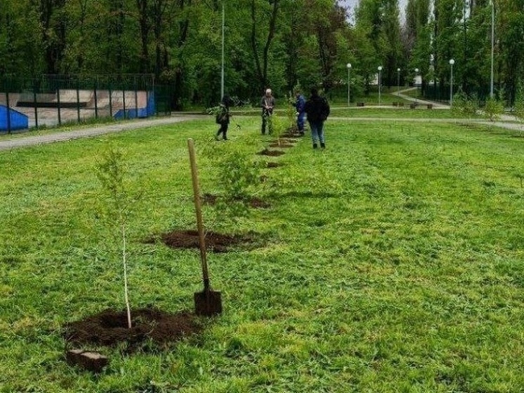 В Курске высадили более 100 берез в парке КЗТЗ