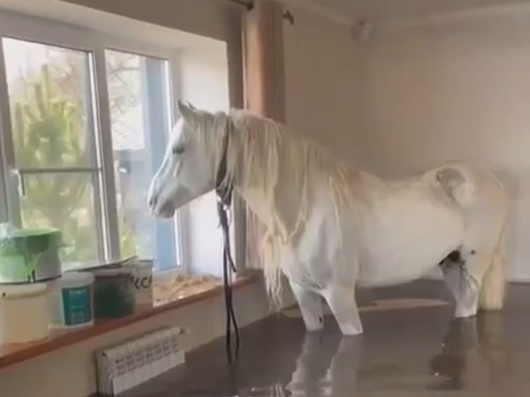 Россияне 10 дней держали коня на втором этаже, спасая его от наводнения