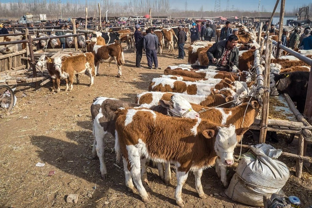 В Костромской области будет развиваться система «скотных рынков»