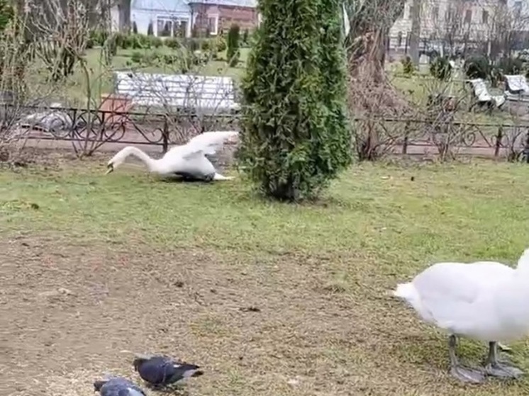 Рыбинцы бьют тревогу из-за раненого лебедя в Карякинском саду
