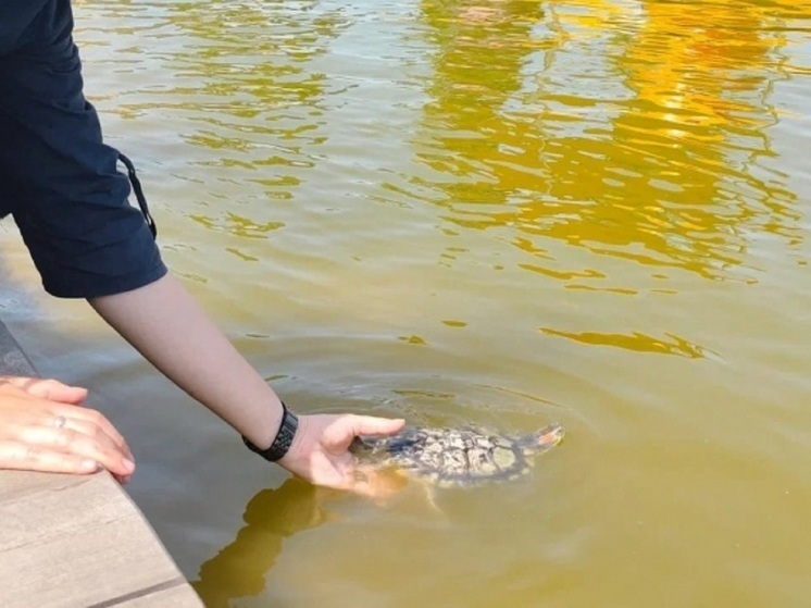  В ЦПКиО Волгограда весной после зимы в водоем вернулись черепахи