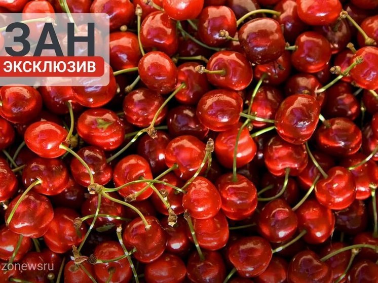 МинАПК Запорожской области: урожай черешни ожидается выше прошлогоднего