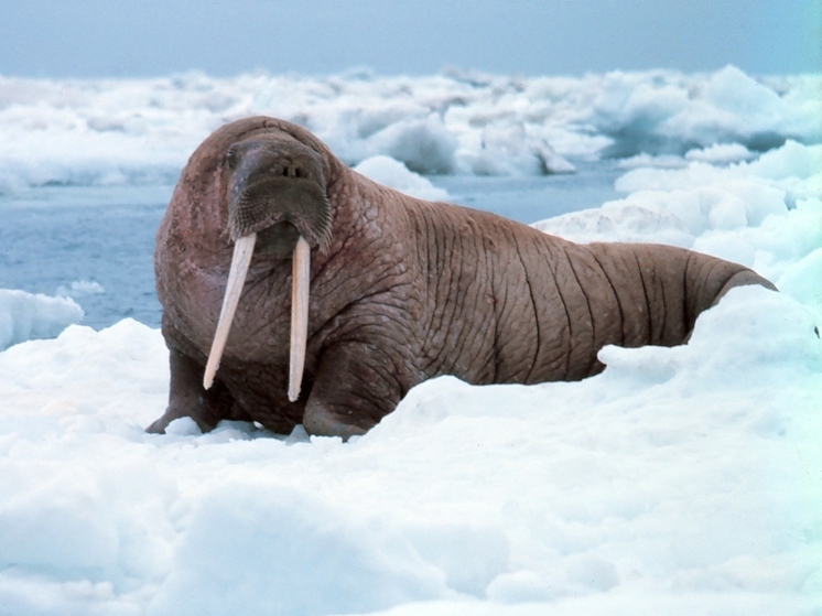 В Норвегии туриста оштрафовали на 100 тысяч за «знакомство» с моржом