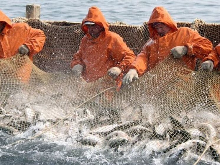 Росрыболовство ограничило промышленный лов лосося на Чукотке