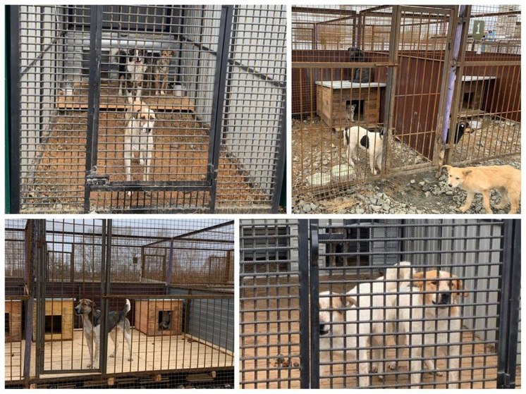 Прокуратура нашла нарушения в приюте для собак в Хабаровске