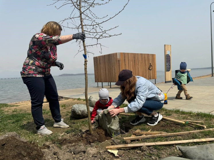 Во Владивостоке высадили больше 600 деревьев и кустарников