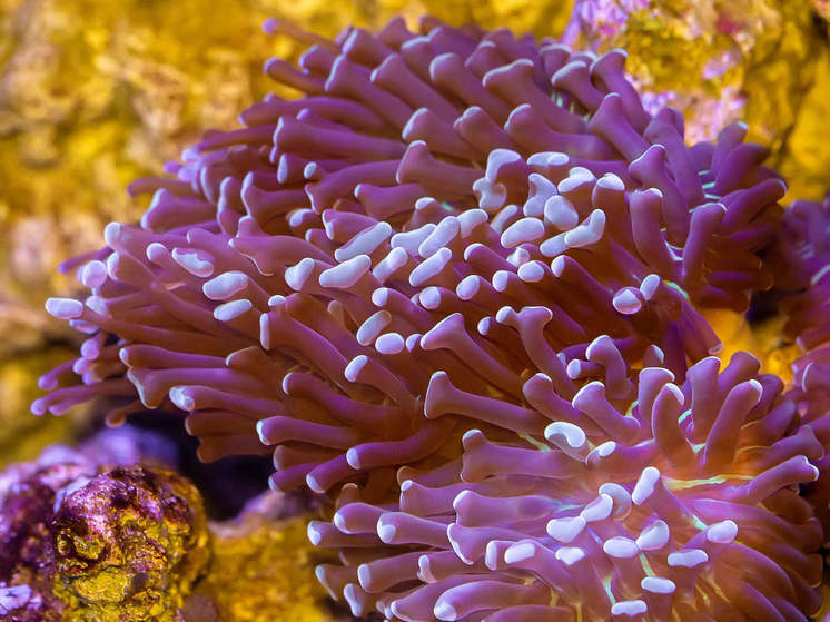 Лекарство от рака ищут специалисты Приморского океанариума