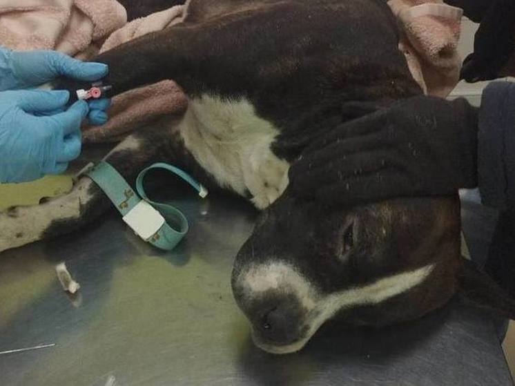 Уголовное дело возбудили из-за раненой хозяином собаки в Чите