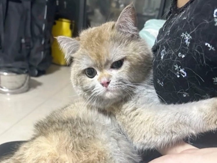 SCMP: кот-поджигатель сделал свою хозяйку звездой соцсетей