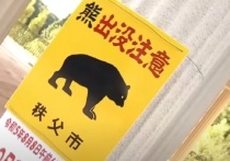 В Японии 50-летний каратист легко травмирован после встречи с двумя бурыми медведями в районе водопада близ города Найоро на острове Хоккайдо