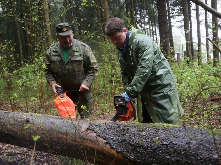 Акция «Субботник в лесу» прошла во всех лесничествах Подмосковья