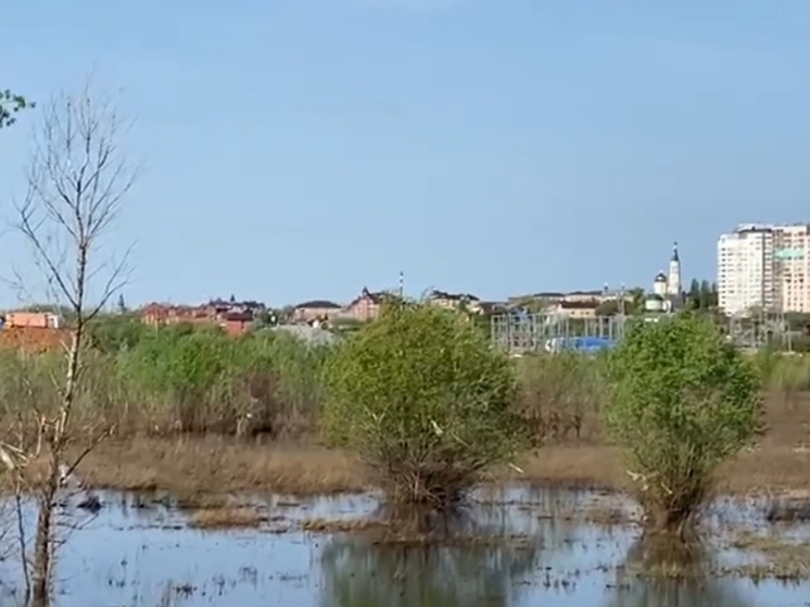 В центре Оренбурга завелись лягушки