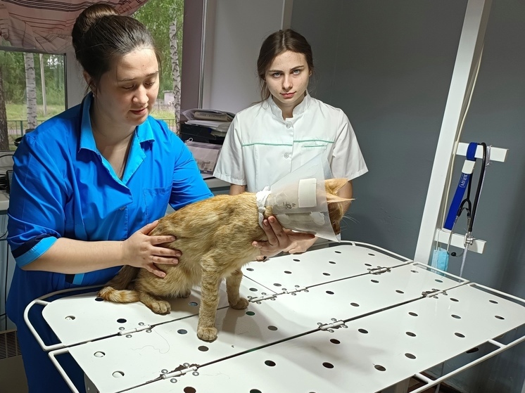 Скорая помощь для животных начала работу в Новосибирске