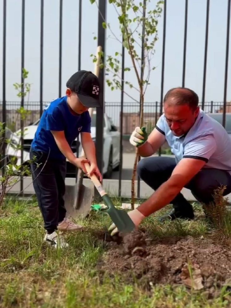 К 240-летию Владикавказа в городе посадят 240 деревьев