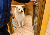 Стало известно, как будут работать городские и районные ветеринарные станции Мурманской области во время майских праздников
