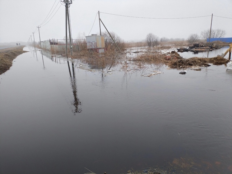 Под Архангельском приют для бездомных собак оказался в зоне паводка