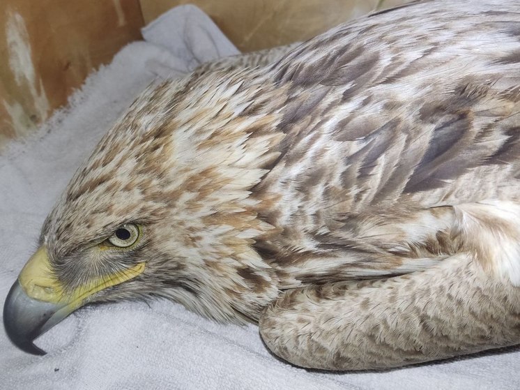 В Уфе спасают краснокнижного орла-могильника с поврежденным крылом