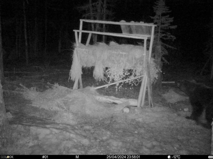 Фотофакт: Медведи выходят из берлог в Якутии