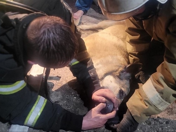 В Удомле Тверской области пожарные вывели людей из огня и откачали пострадавшую собаку