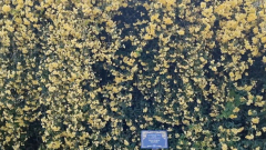 В дендропарке в Адлерском районе расцвело огромное дерево розы "Бэнкса": кадры цветочного разнообразия  