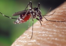 Эксперты из Калининградской области рассказали о малярии — профилактике, симптомах и лечении заболевания