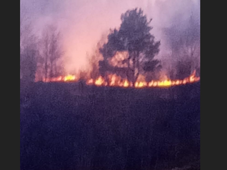 Лес выгорел на выезде из Петрозаводска