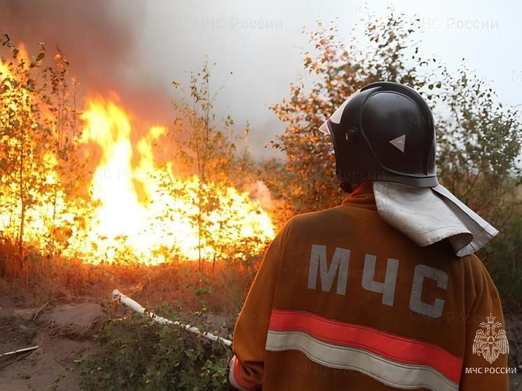 В Краснополье загорелась сухая трава на площади 5 га