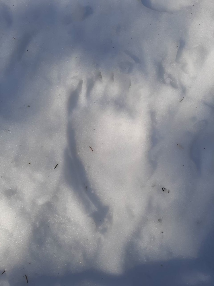 Следы медведя заметили на лыжной трассе в Мужах