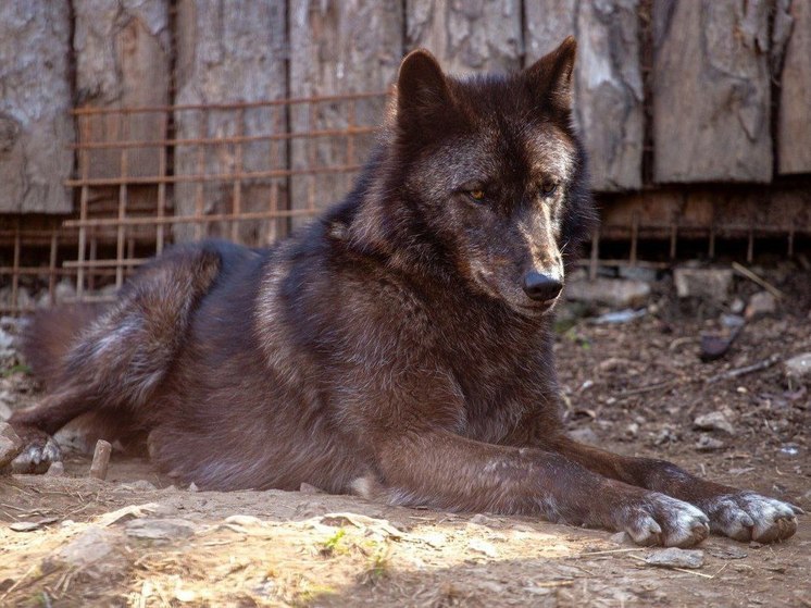 Пятилетие отметила канадская волчица в хабаровском зоосаде