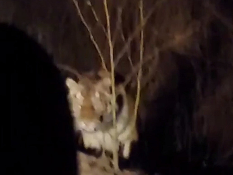 Огромный тигр едва не бросился на водителя в Приморье