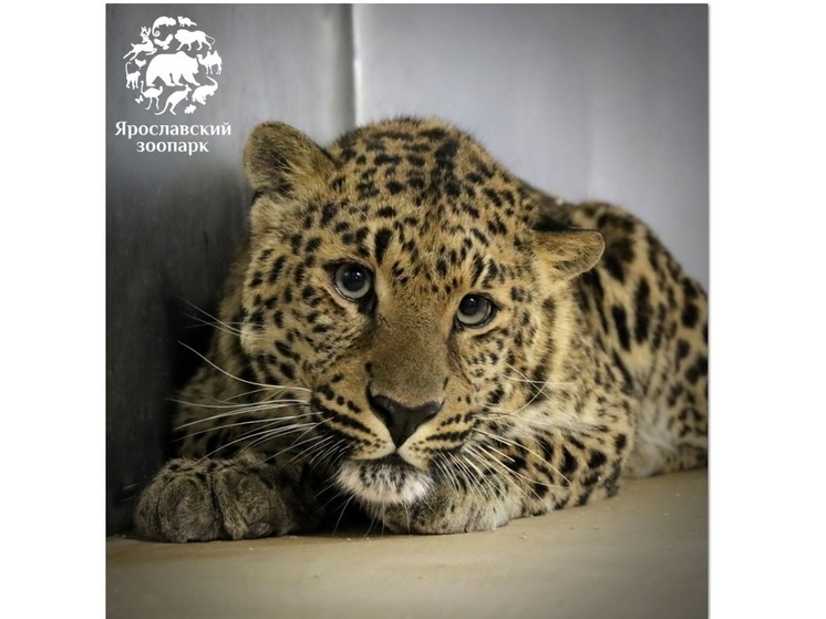 В Ярославском зоопарке появился первый леопард