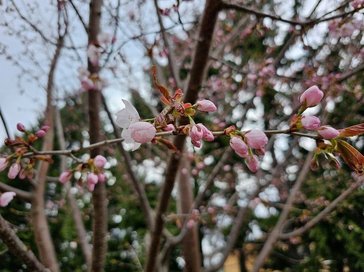 Цветение сакуры началось в ботаническом саду Владивостока