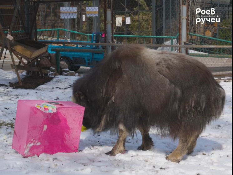 Овцебыку Алане из красноярского зоопарка «Роев Ручей» исполнился 1 год