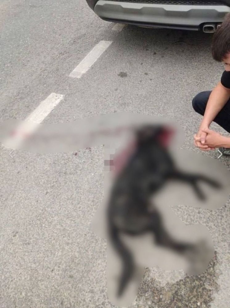 В кузбасском городе неизвестный насмерть сбил домашнюю собаку и скрылся