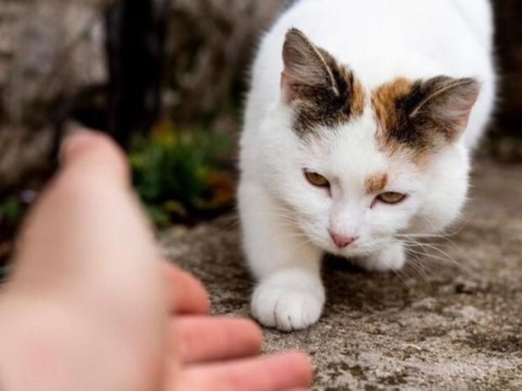 В Липецкой области в апреле выявили бешенство у кошек и куницы