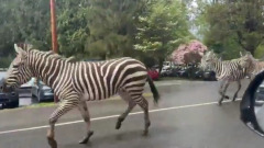 В США полицейские несколько часов ловили сбежавших зебр: видео
