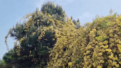 В дендропарке в Адлерском районе расцвело огромное дерево розы "Бэнкса": кадры цветочного разнообразия  
