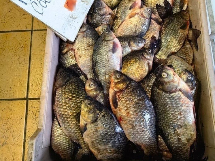 Индивидуальный предприниматель в Хакасии решил поторговать рыбой без ветдокументов