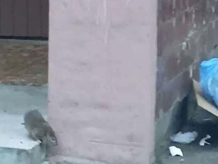 В Одинцово крысы продолжают вести себя по-хозяйски