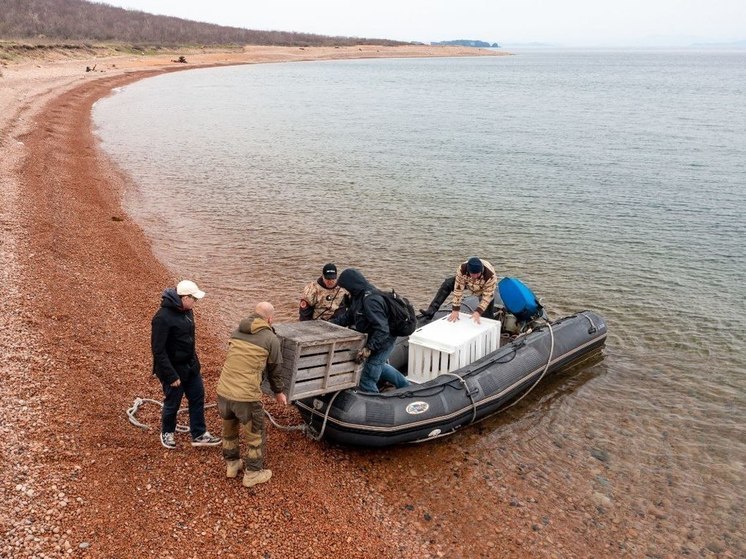 Двух тюленят-сирот после реабилитации выпустили в море в Приморье