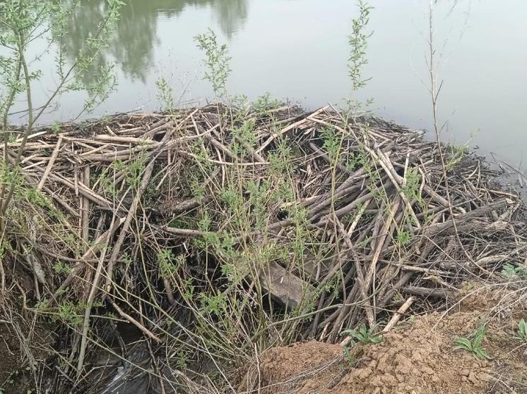 В Пронском районе Рязанской области бобры починили плотину