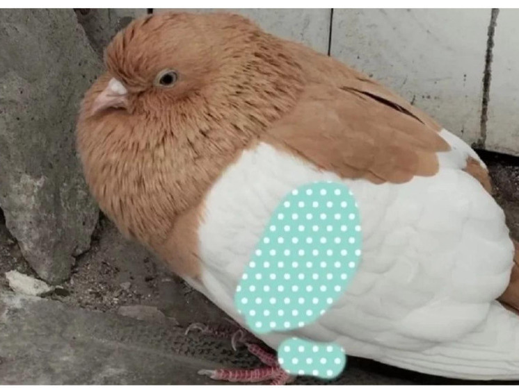 Породистого голубя с необычными метками нашли у вокзала в Новосибирске