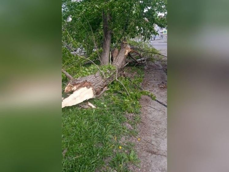 Шквалистый ветер в Уфе повалил несколько деревьев и повредил автомобили