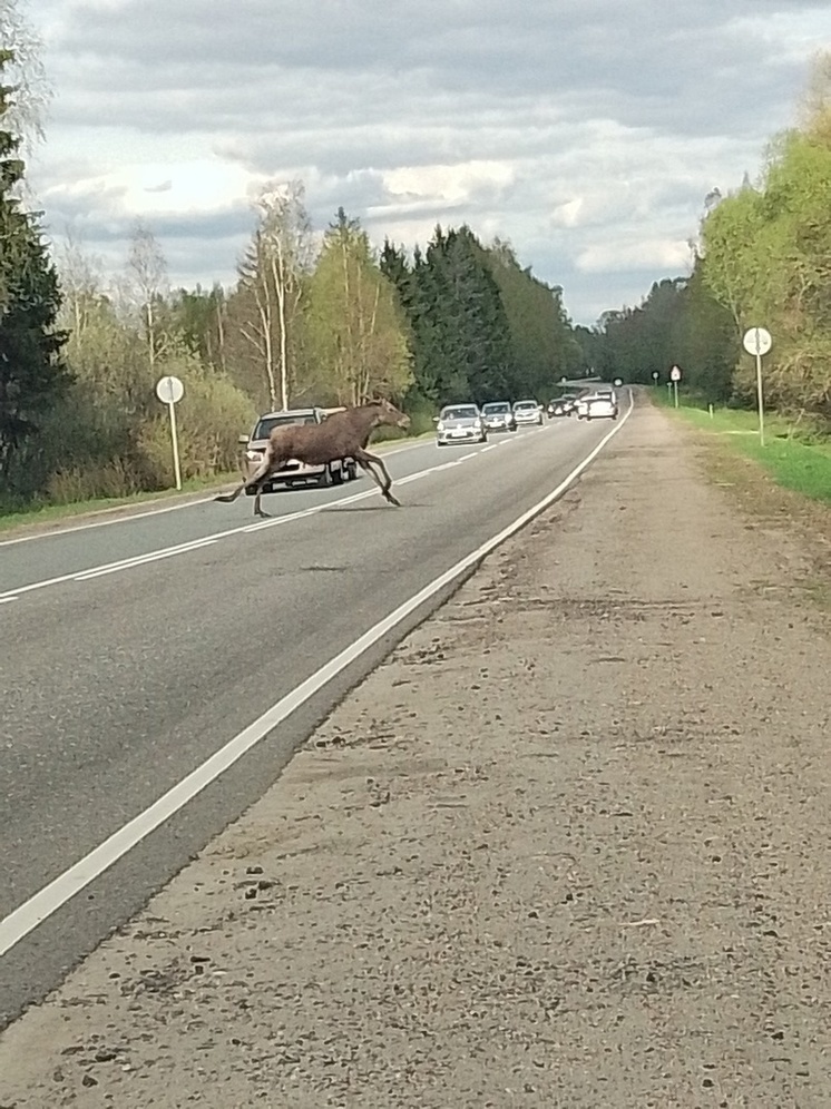 Водителей предупредили, где в Тверской области лоси часто выходят на дорогу